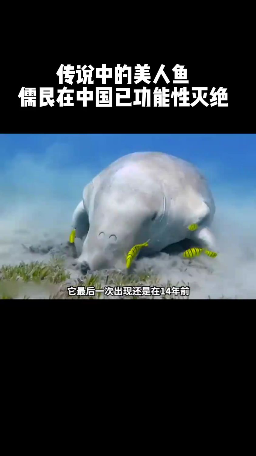 传说中的美人鱼,儒艮在中国已功能性灭绝!