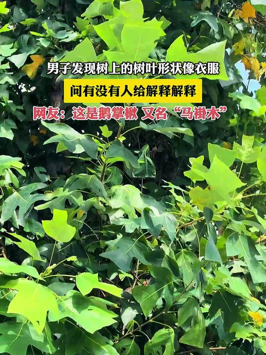 男子发现树上的树叶形状像衣服,问有没有人给解释解释