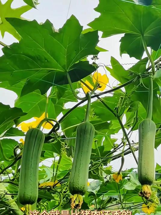 高桩肉丝瓜种子,瓜条笔直卖相好,菜市场里抢着收