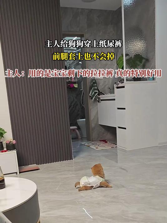 主人给狗狗穿上纸尿裤,前腿套上也不会掉,主人:用的是宝宝剩下的拉拉裤 真的特别好用