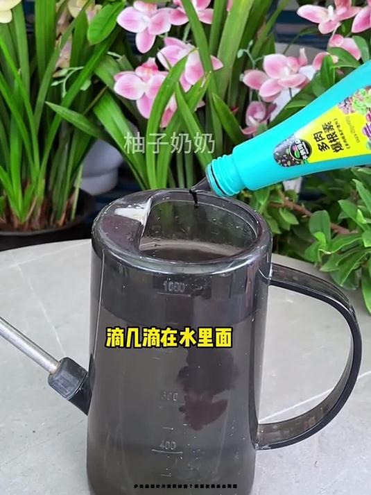 多肉底层叶片黄软掉落?根源在根系出问题!