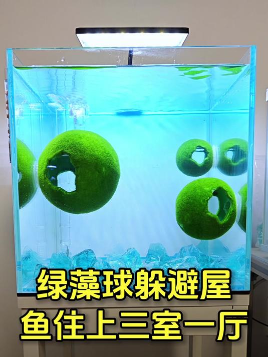 给鱼住上三室一厅!仿绿藻球躲避屋放鱼缸里太好看了