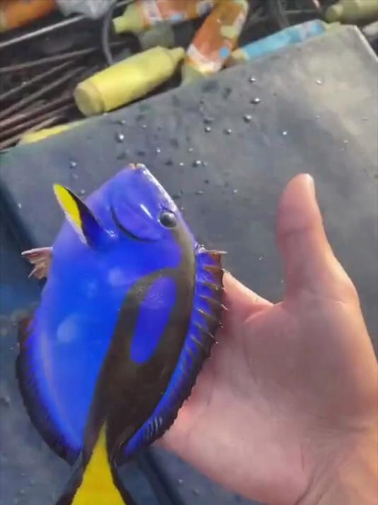 海底里的蓝刺尾鱼