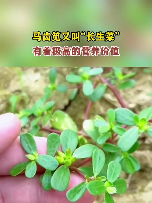 马齿笕又叫“长生菜”,有着极高的营养价值