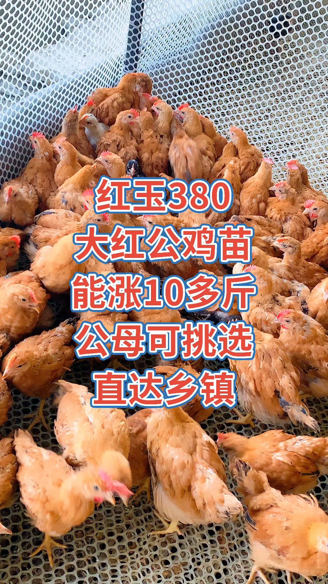 红玉380大红公鸡苗,能涨十多斤