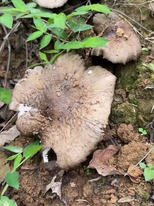 路边上发现三朵黑皮鸡枞,运气也太好了哈哈