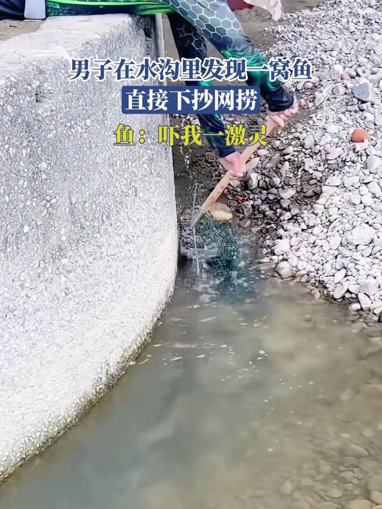 男子在水沟里发现一窝鱼,直接下抄网捞,鱼:吓我一激灵