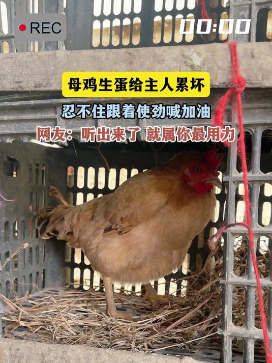 母鸡生蛋给主人累坏,忍不住跟着使劲喊加油,网友:听出来了 就属你最用力