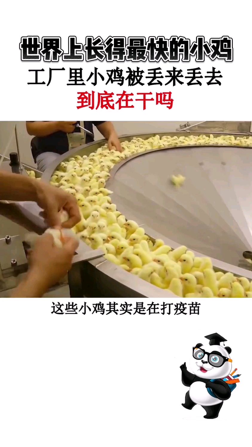 世界上长得最快的小鸡,工厂里小鸡被丢来丢去,到底在干嘛!