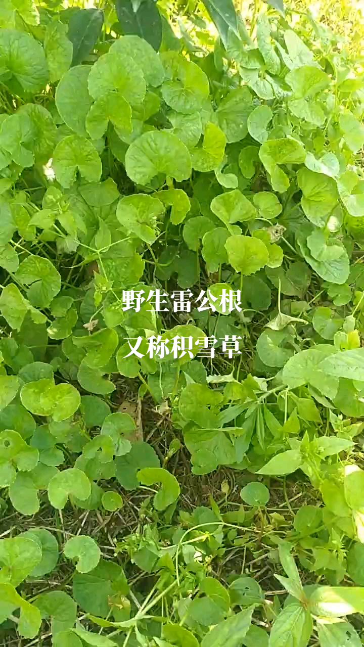 野生雷公根,又称积雪草,常采挖煲汤食用有养生保健功效