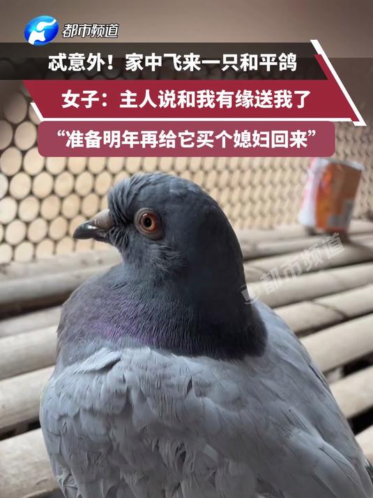 忒意外!家中飞来一只和平鸽,女子:主人说和我有缘送我了,“准备明年再给它买个媳妇回来”