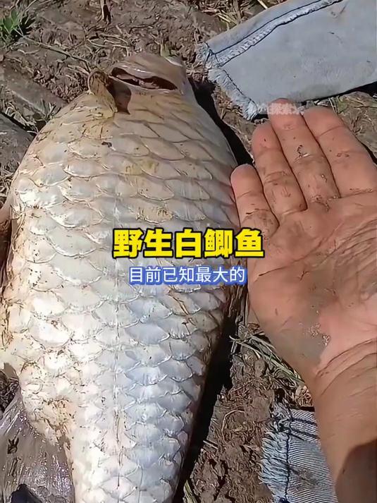 野生白鲫鱼,目前已知最大的