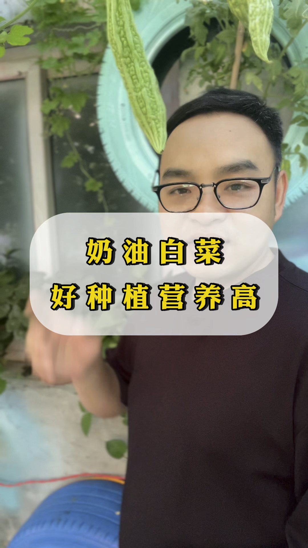 奶油白菜营养丰富耐热抗寒一年四季都能种