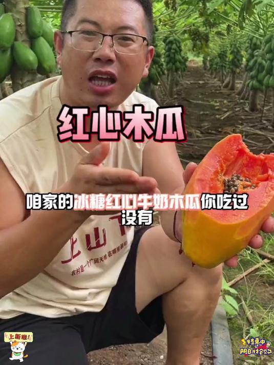 云南老树红心牛奶木瓜,树上熟,现摘现发