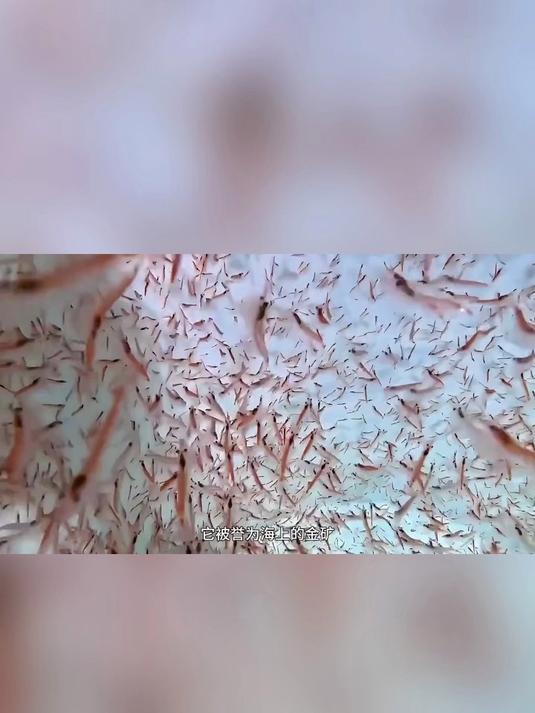 健康新宠!南极磷虾油凝胶糖果,助力心脑养护,轻松焕发生机