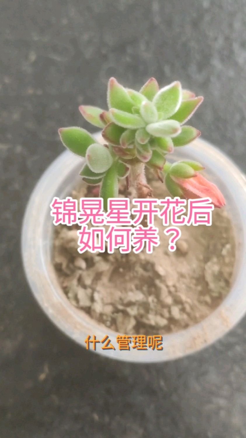 锦晃星开花后如何养呢?做好3点就可以