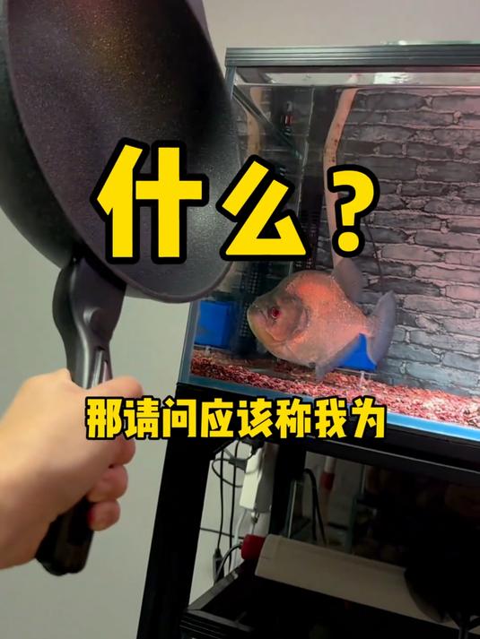 食人鱼到底怎么做才能不腥?