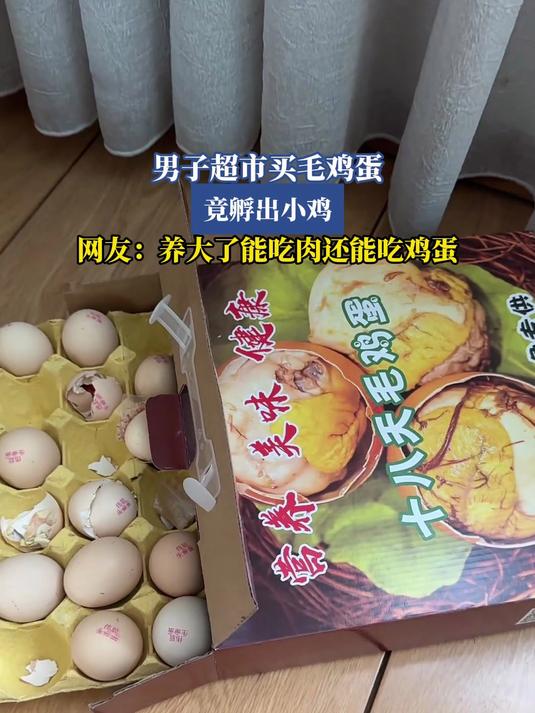 男子超市买毛鸡蛋,竟孵出小鸡,网友:养大了能吃肉还能吃鸡蛋