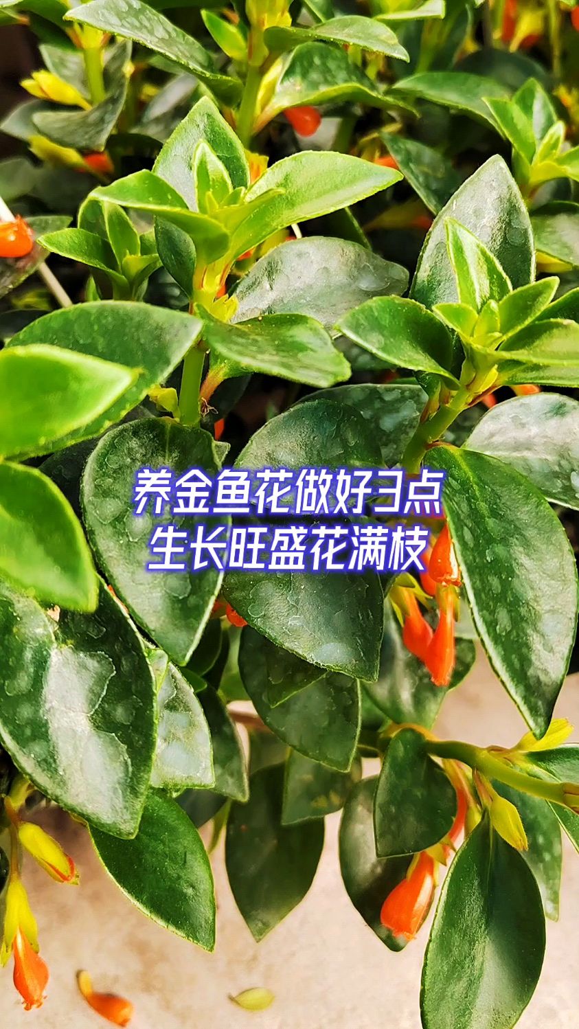 养金鱼花做好三点,生长旺盛花满枝