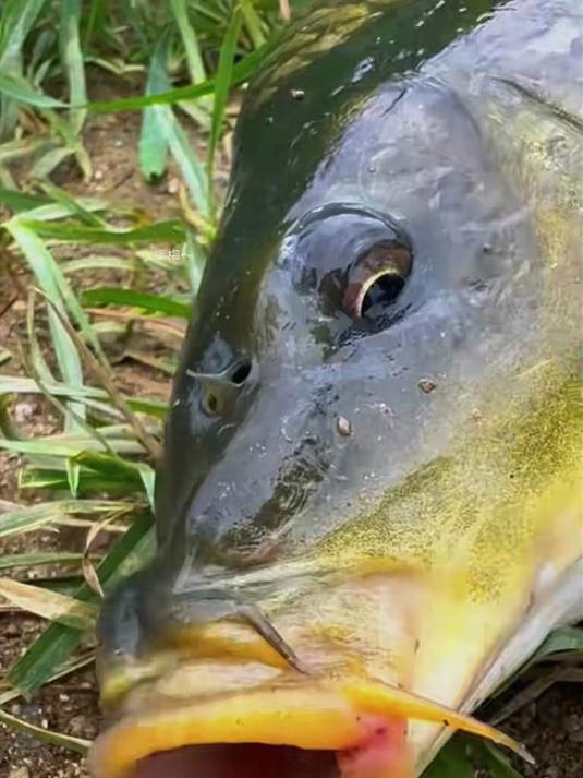 老红薯味鲤鱼草鱼饵，搓饵挂饵方便，台钓时诱鱼快上鱼多