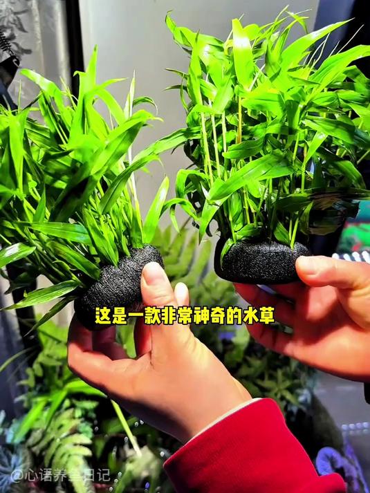 这是一款非常种奇的水草,把它丢进鱼缸就能直接成景!