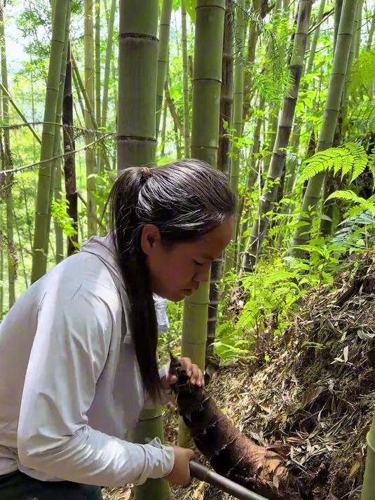 今天挖竹笋找野生白花菜，蕨菜拿去摆摊了