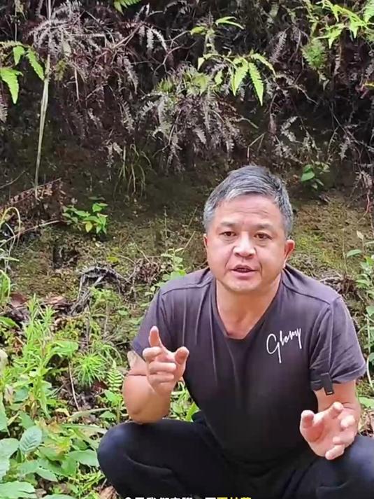 刚到野生白毛夏枯草!干度足无硫,泡水回甘,嗓子润~