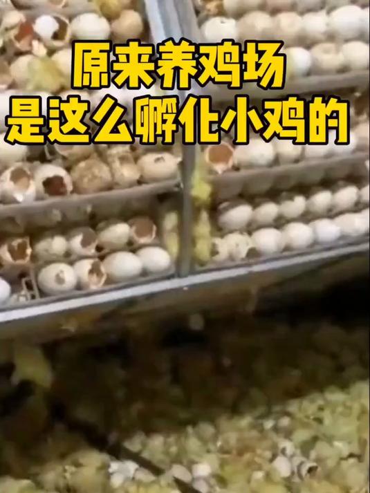 原来养鸡场是这么孵化小鸡的#人工孵化#