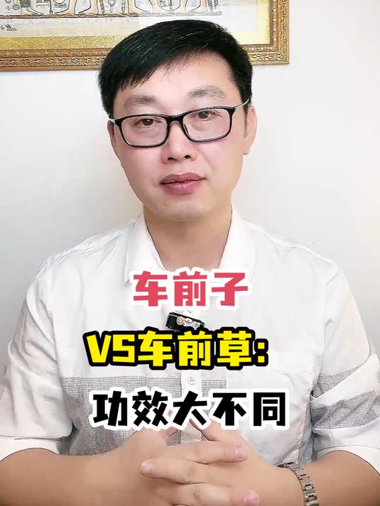 车前子VS车前草:功效大不同
