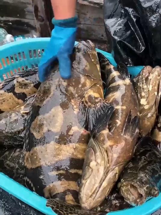 肉质紧实弹牙,石斑鱼味绝佳