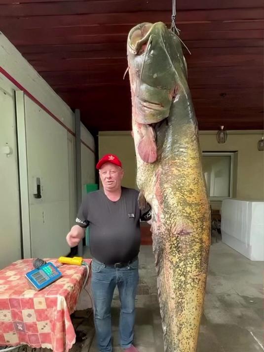 见识一下，俄罗斯人杀一条吊起来比人还高的大鱼，做生腌鱼一绝