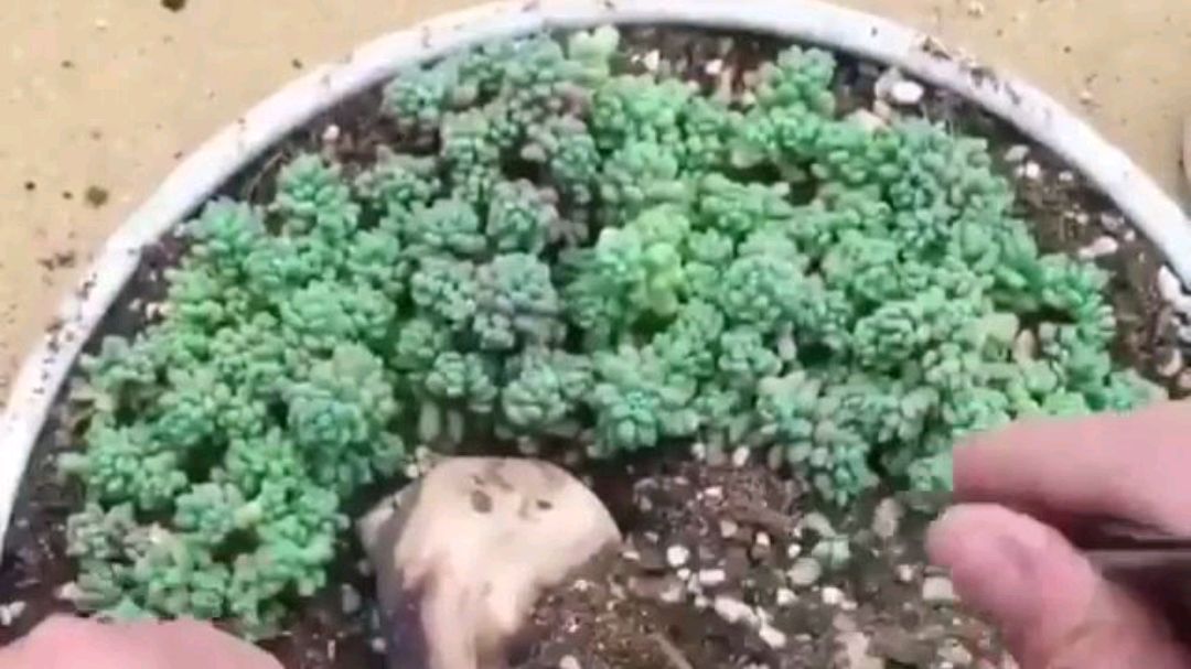 多肉植物创意盆景,这样种多肉才有趣#多肉植物# #百度家居大师团# 