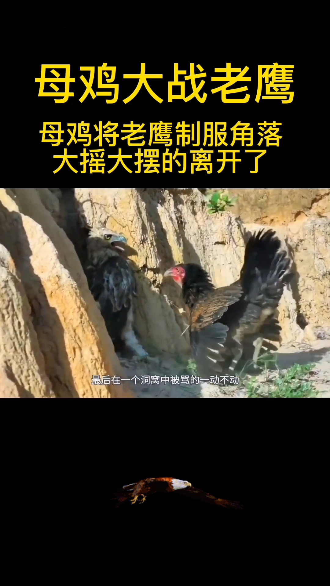 母鸡为了保护小鸡,大战老鹰,将老鹰逼进角落。