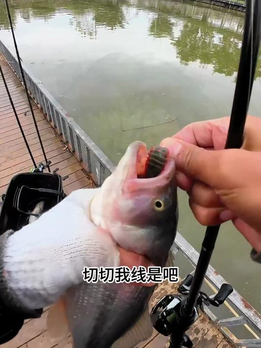 2000斤鲈鱼10个人钓_路亚_路亚黑坑_路亚鲈鱼_黑坑鲈鱼_黑坑鲈鱼