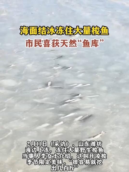 海面结冰冻住大量梭鱼,市民喜获天然“鱼库”