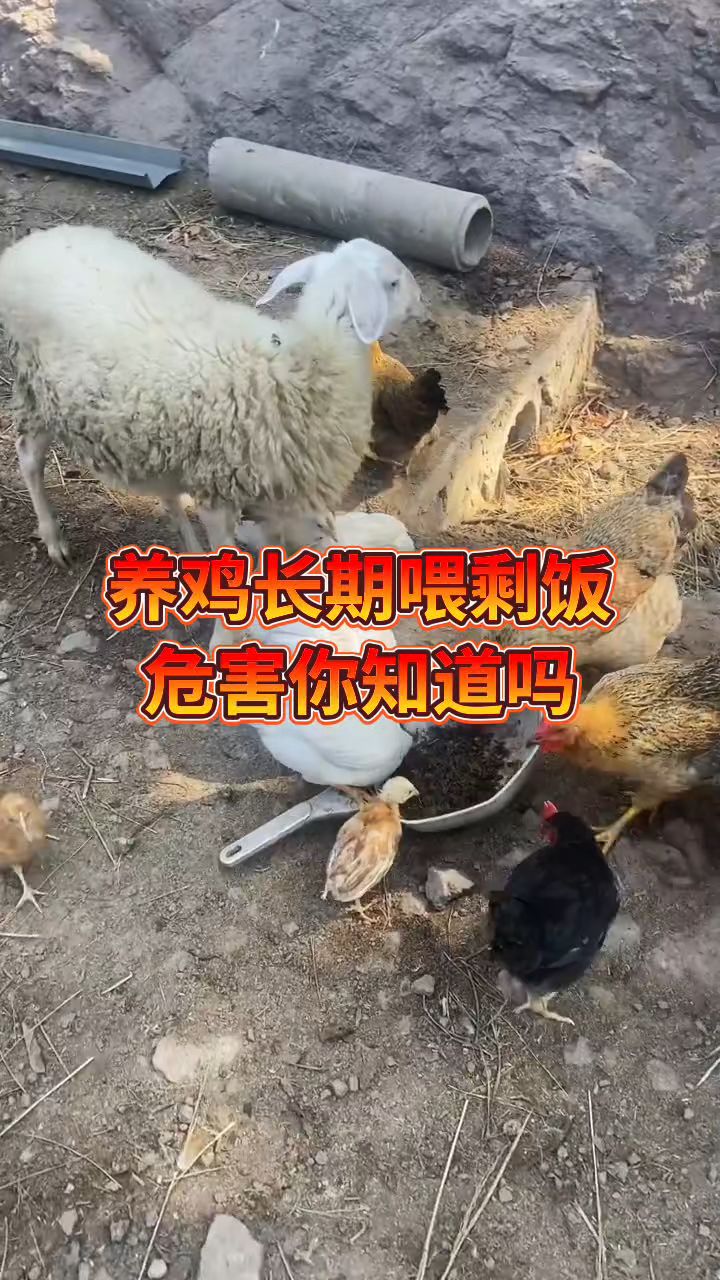 养鸡喂剩饭危害你知道吗