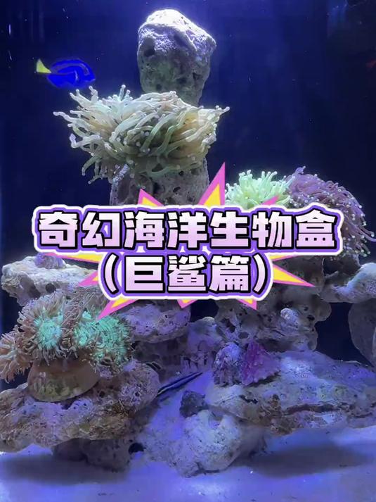 开到什么养什么!啊?巨型鲨鱼!