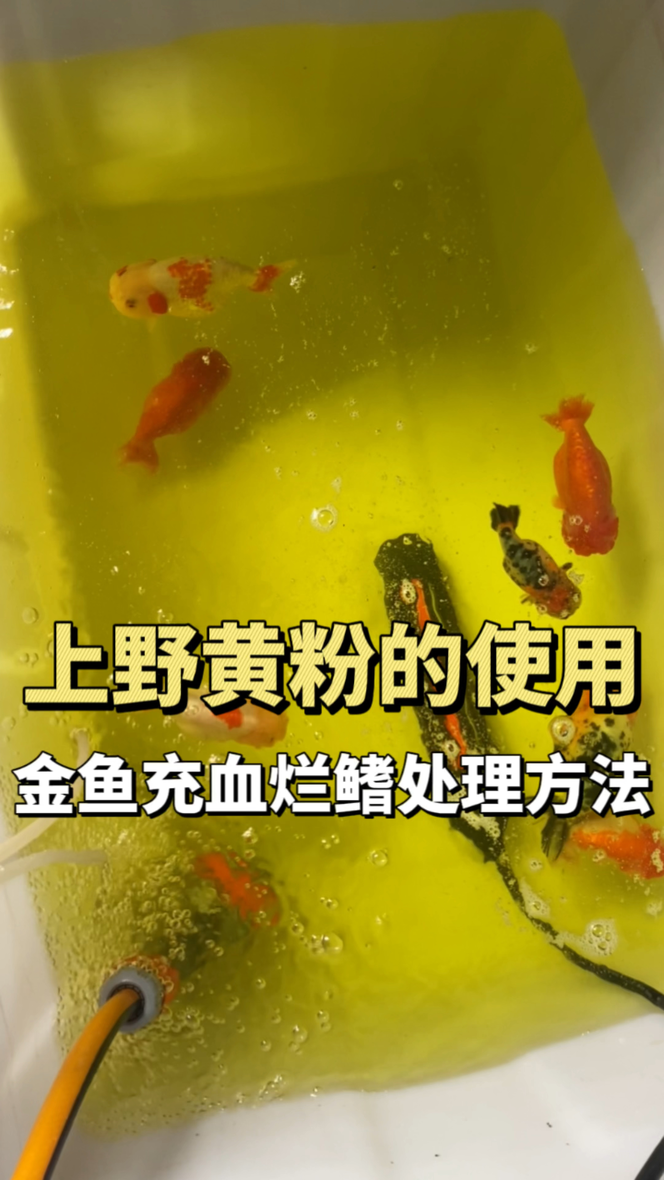 金鱼体表充血烂尾烂鳍烂腮怎么办?上野黄粉的使用方法
