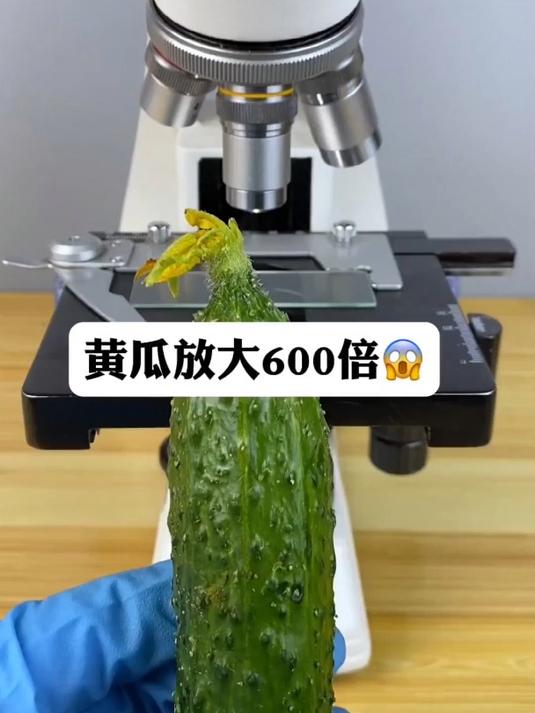 催熟黄瓜为什么不能吃