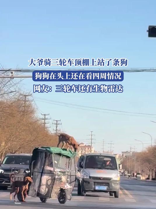 大爷骑三轮车,顶棚上站了条狗,狗狗在头上还在看四周情况