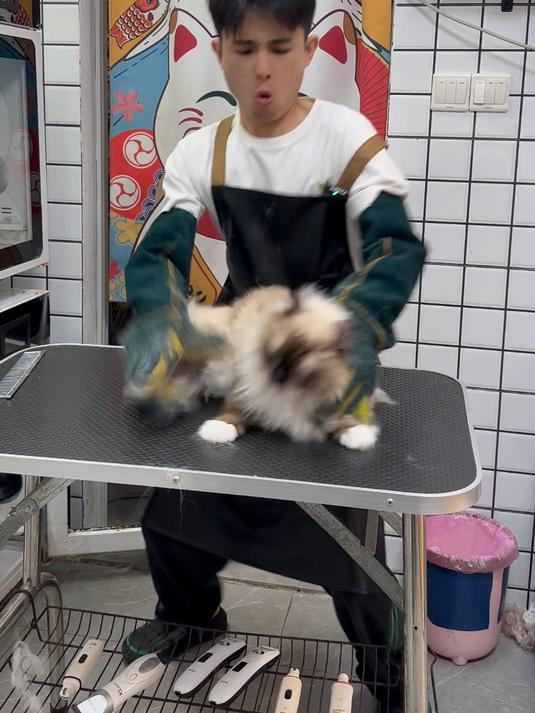 战神布偶重点色