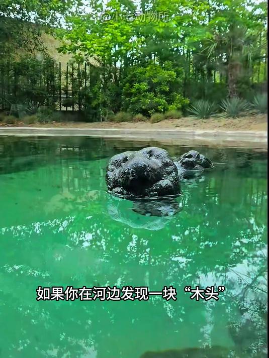 如果你在河边发现一块“木头”千万不要去捡,因为很有可能是鳄鱼