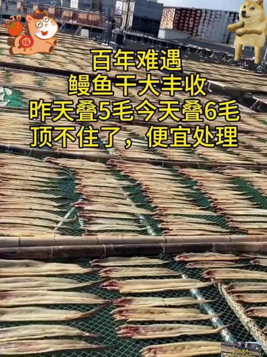 无盐淡晒鳗鱼干东海鳗鱼干新晒鳗鱼干鲜度好去头尾切段