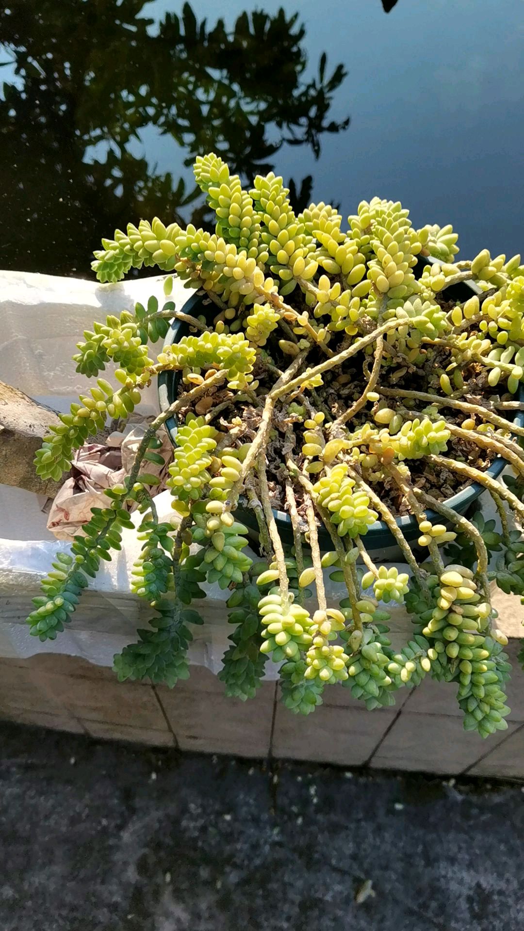 彩虹玉坠经不起冻