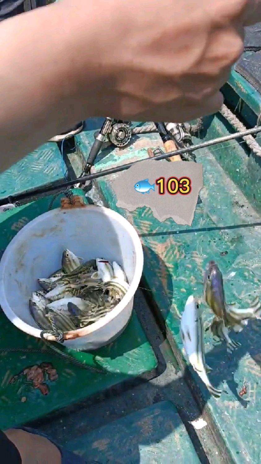 钓鱼人103!好玩的三线鱼,咬口非常凶猛