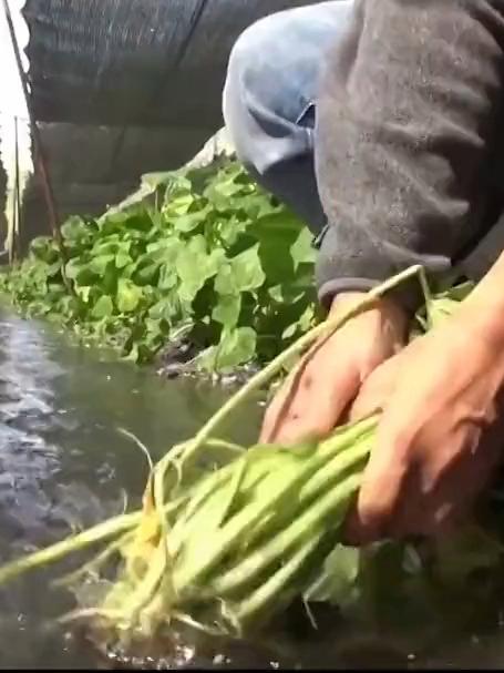 世界上最昂贵的蔬菜,必须用纯正的山泉水灌溉