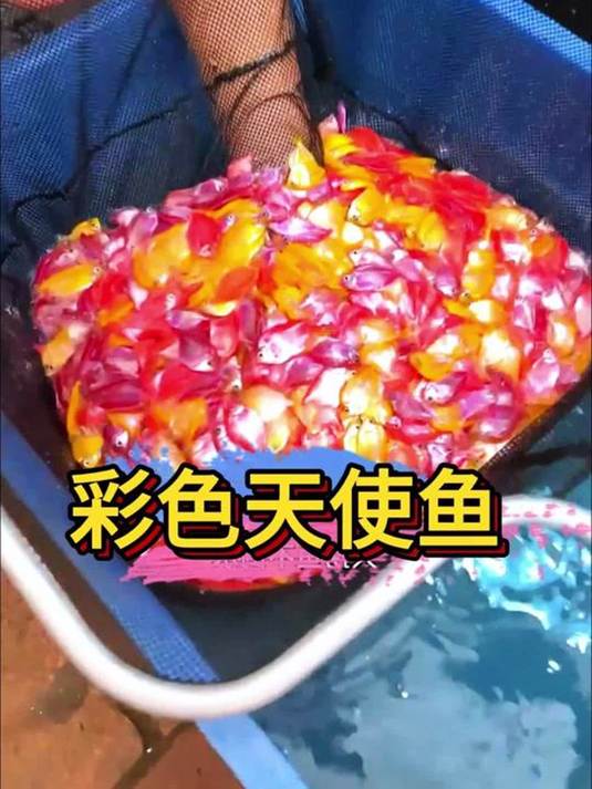 新手养鱼缸,必养糖果色荧光天使鱼,实用秘籍