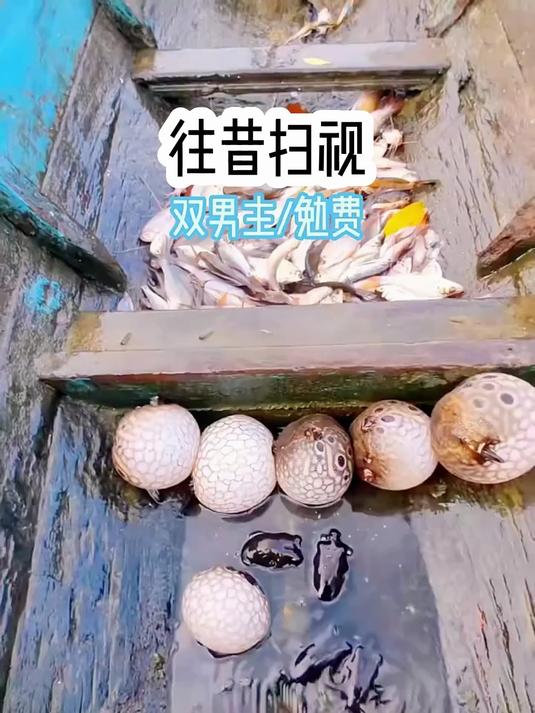 原主是一个很强大的白煞人鱼