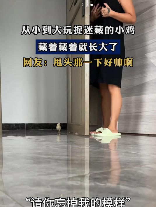 从小到大玩捉迷藏的小鸡,藏着藏着就长大了