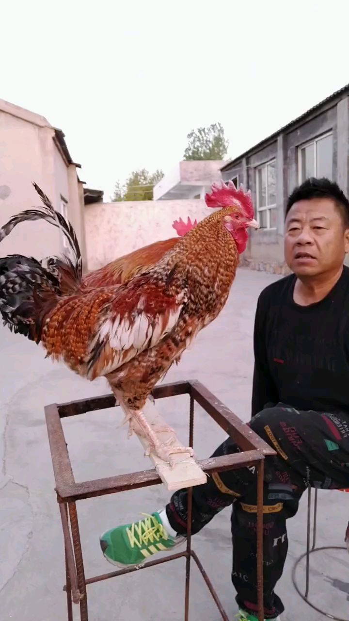 大公鸡:大家早上好！